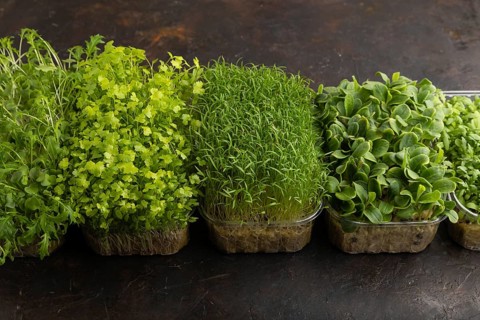 Set of boxes with microgreen sprouts of spinach, carrot, chrysanthemum, borage, mizuna cabbage on