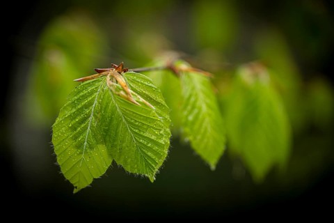 Hazelnut leaf (Corylus avellana), Mindelheim, Bavaria, Germany, Europe