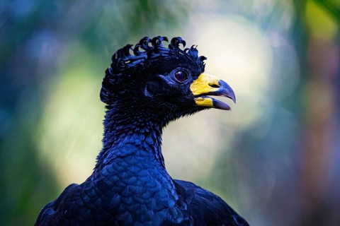 Bare-faced shokko (Crax fasciolata) Pantanal Brazil