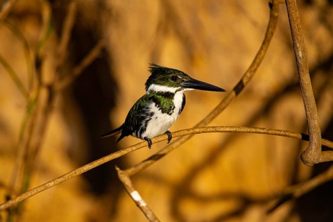 Amazon kingfisher (Chloroceryle amazona) Pantanal Brazil