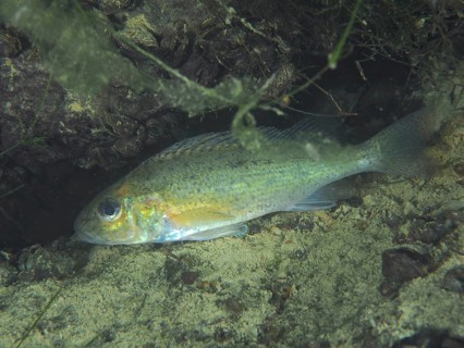ruffe (Gymnocephalus cernua), dive site Zollbruecke, Rheinau, Canton Zurich, Rhine, High Rhine,