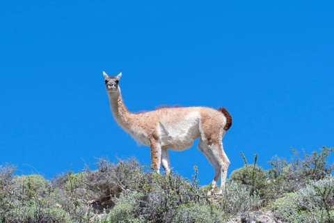 Guanaco (Llama guanicoe), Huanako, Torres del Paine National Park, Patagonia, End of the World,