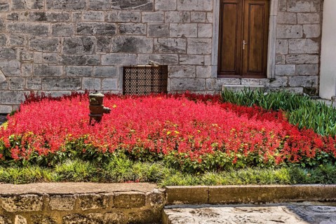 Rusty fire hydrant in bed of beautiful red flowers in Istanbul, Turkiye