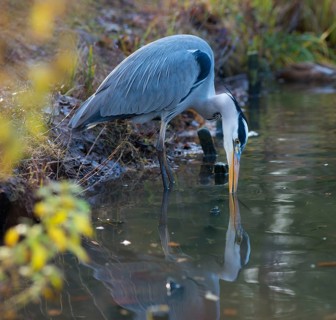 Grey Heron or Great Egret (Ardea cinerea cinerea) standing in shallow water on the shore of a lake,