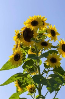 Sunflowers (Helianthus annuus) in summer, Quebec, Canada, North America