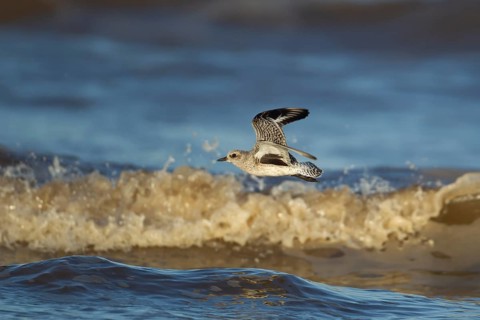 Grey plover (Pluvialis squatarola) adult bird in winter plumage flying over breaking waves of the