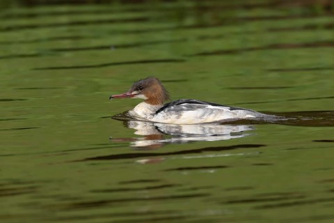 Goosander (Mergus merganser) adult female bird on a lake, Derbyshire, England, United Kingdom,