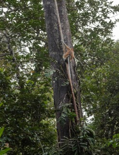 Proboscis Monkey climbing on tree in Bako national park, Borneo, Malaysia. Jungle, tropics concept