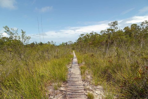 Wooden deck, jungle path in Bako national park, sunny day, blue sky and grass. Vacation, travel,