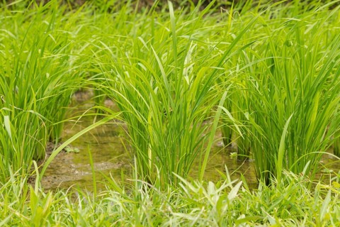 Rice terraces, Campuhan ridge walk, Bali, Indonesia, track on the hill with grass, large trees,
