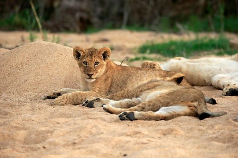 Lion (Panthera leo), cubs, siblings, vigilant, Sabi Sand Game Reserve, Kruger National Park, Kruger