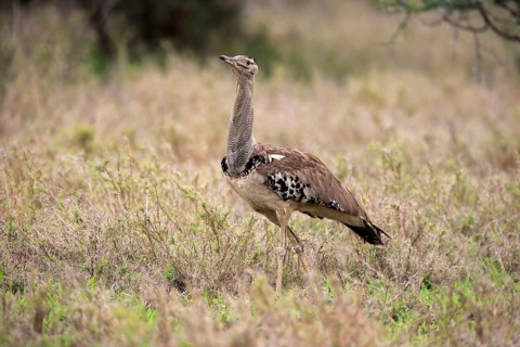Kori bustard (Ardeotis kori), adult, foraging, vigilant, Kruger National Park, Kruger National