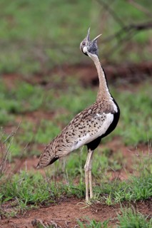 Red-crested Bustard, (Lophotis ruficrista), adult, calling, Kruger National Park, Kruger National