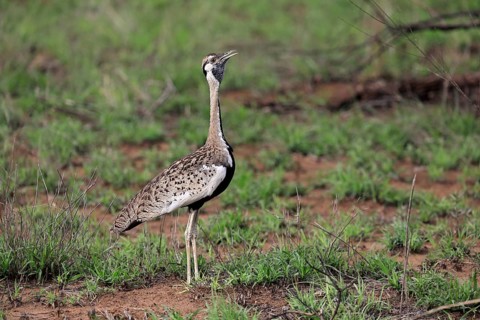 Red-crested Bustard, (Lophotis ruficrista), adult, calling, Kruger National Park, Kruger National