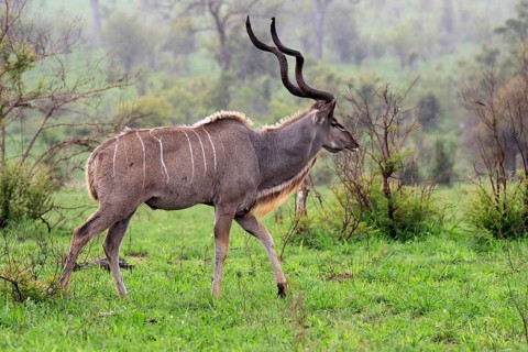 Greater Kudu, zambezi greater kudu (Strepsiceros zambesiensis), adult, male, foraging, Kruger
