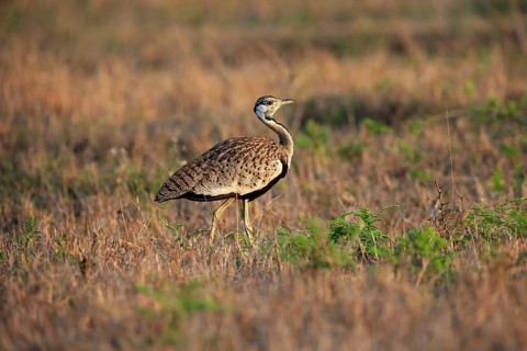 Black-bellied bustard (Lissotis melanogaster), adult, male, foraging, alert, Sabi Sand Game