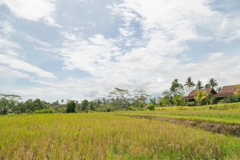 Rice fields in countryside, Ubud, Bali, Indonesia, green grass, large trees, jungle and cloudy sky.