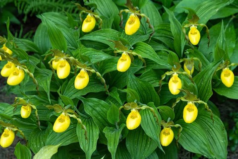 Beautiful orchid flowers of yellow color with green leaves in the garden. Lady's-slipper hybrids.
