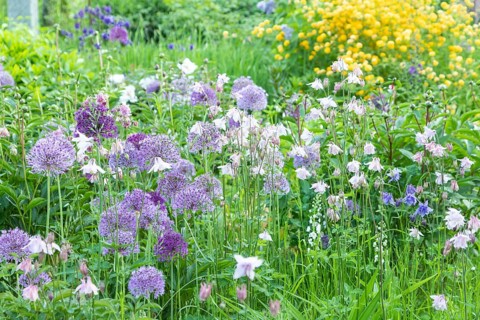 Beautiful columbine or aquilegia flowers of blue and white color in the garden