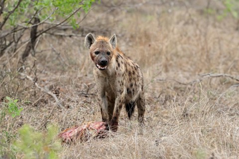 Spotted hyena (Crocuta crocuta), adult, with prey, Sabi Sand Game Reserve, Kruger National Park,