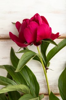 Beautiful peony pink flowers on white wooden background, flat lay, top view, copy space