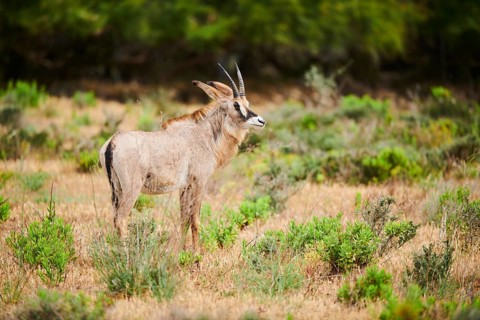 Roan Antelope (Hippotragus equinus) in the dessert, captive, distribution Africa