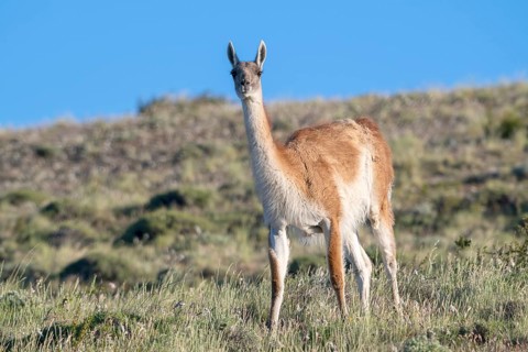 Guanaco (Llama guanicoe), Huanako, Torres del Paine National Park, Patagonia, End of the World,