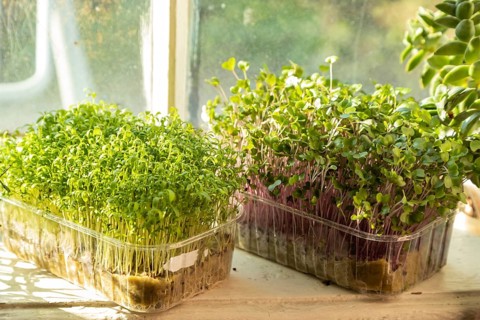 Boxes with microgreen sprouts of cress salad and kohlrabi cabbage on white windowsill. Daylight,