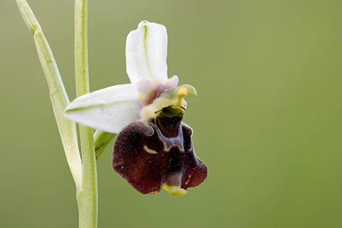 Bumblebee orchid