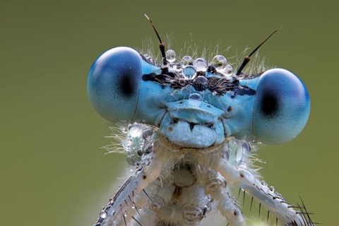 Platycnemididae