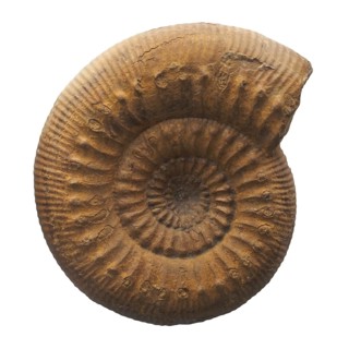 Ammonite shell fossil isolated over white