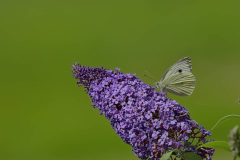 Small white (Pieris rapae), sucking nectar from a blossom of the butterfly-bush (Buddleja davidii),