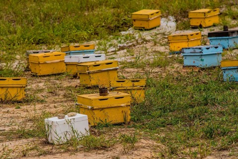 Honey bee hive boxes of various colors in a field of grass in the countryside