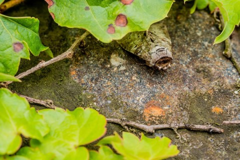Closeup of leaf hopper moth on stone under leaf of ivy. Selective focus on top of head and face