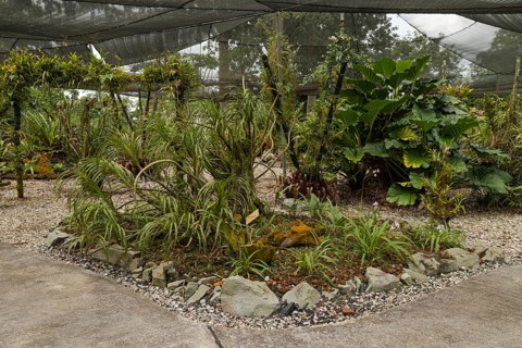 Orchid and bromeliad flower beds in botanical garden, selective focus, copy space, malaysia,