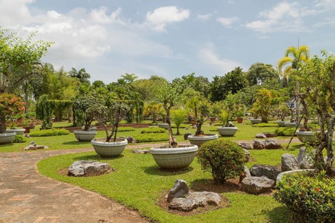 Palm collection in city park in Kuching, Malaysia, tropical garden with large trees and lawns,