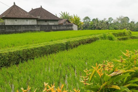 Rice terraces, Campuhan ridge walk, Bali, Indonesia, track on the hill with grass, large trees,