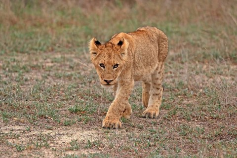 Lion (Panthera leo), young, stalking, alert, Sabi Sand Game Reserve, Kruger National Park, Kruger