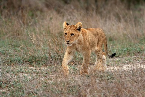Lion (Panthera leo), young, stalking, alert, Sabi Sand Game Reserve, Kruger National Park, Kruger