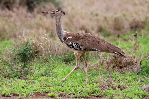 Kori bustard (Ardeotis kori), adult, running, foraging, vigilant, Kruger National Park, Kruger