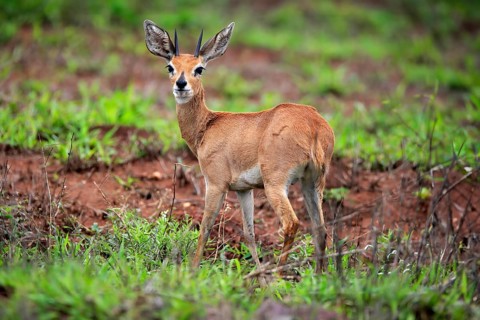 Steenbok (Raphicerus campestris), adult, male, foraging, vigilant, dwarf antelope, Kruger National