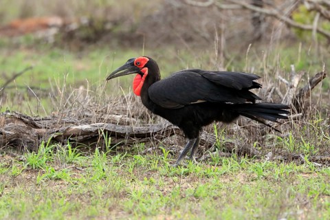 Southern ground hornbill (Bucorvus leadbeateri), adult, foraging, alert, Kruger National Park,