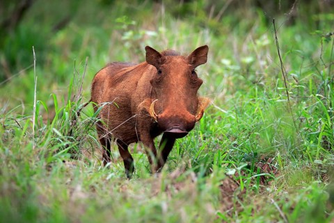 Warthog, (Phacochoerus aethiopicus), adult, foraging, alert, Kruger National Park, Kruger National