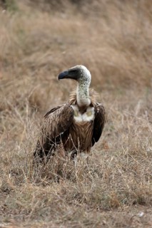 White-backed vulture (Gyps africanus), adult, alert, on ground, Sabi Sand Game Reserve, Kruger