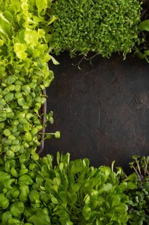 Set of boxes with microgreen sprouts of purple and green basil, sunflower, radish, sorrel, pea,