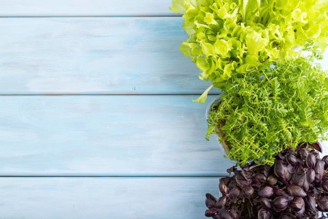 Set of boxes with microgreen sprouts of marigold, basil, lettuce on blue wooden background. Top