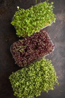 Set of boxes with microgreen sprouts of amaranth, rucola, mustard on black concrete background. Top