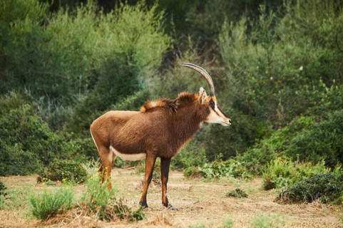 Sable antelope (Hippotragus niger) in the dessert, captive, distribution Africa