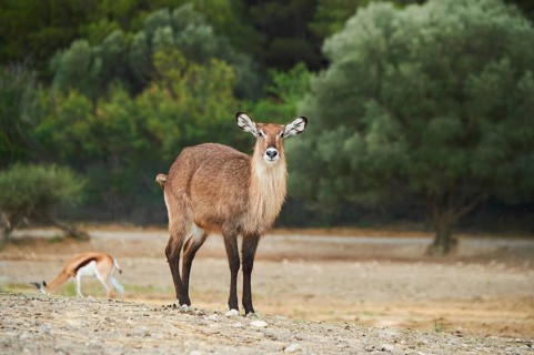 Waterbuck (Kobus defassa) in the dessert, captive, distribution Africa