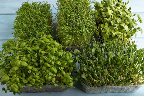 Set of boxes with microgreen sprouts of green basil, pea, cilantro, sunflower, watercress on blue